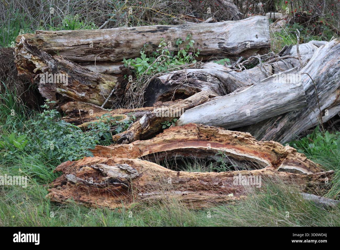 rotten Tree trunk in two Halves Stock Photo