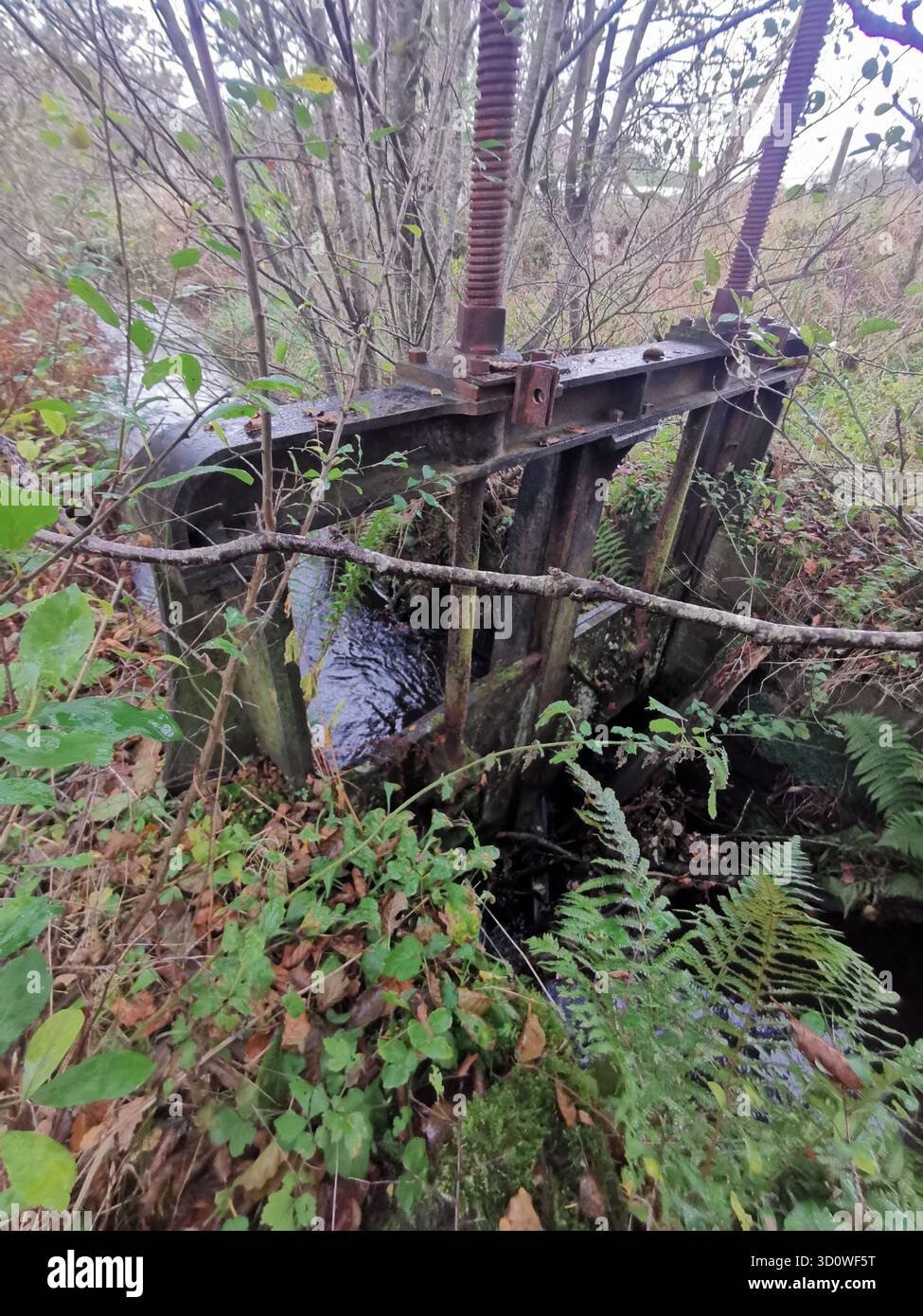 Abandoned sluice by Forestmill weir, Clackmannanshire—overgrown relic of 18th-century lade system once vital to Gartmorn Dam’s water control and minin - Smartphone Captured Stock Image