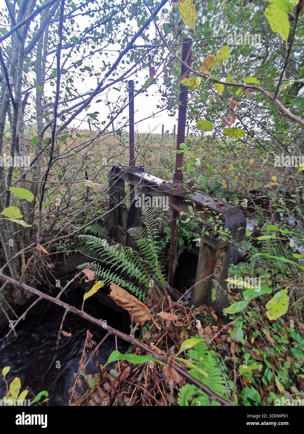 Abandoned sluice by Forestmill weir, Clackmannanshire—overgrown relic of 18th-century lade system once vital to Gartmorn Dam’s water control and minin - Smartphone Captured Stock Image