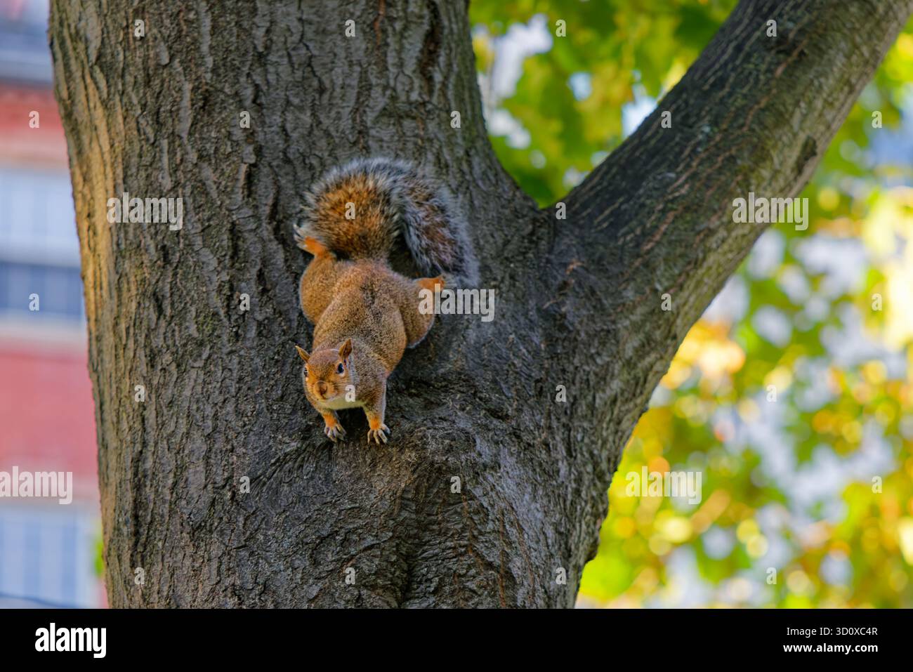 Eastern Gray Squirrel on a tree in Boston Common Stock Photo