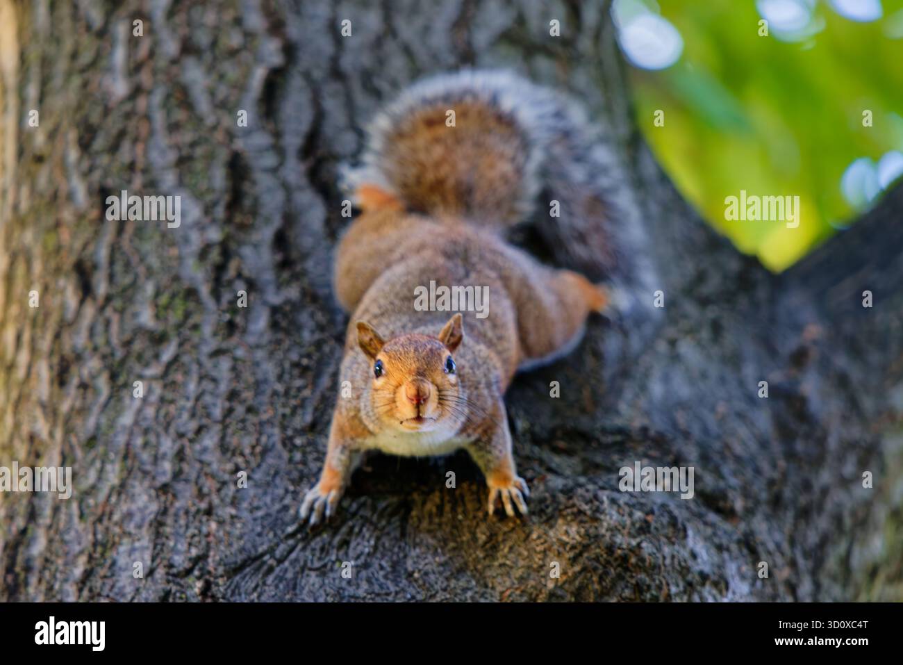 Eastern Gray Squirrel on a tree in Boston Common Stock Photo