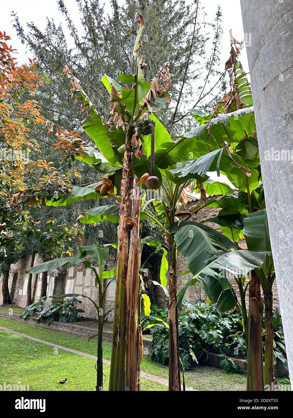 A group of banana trees growing in a lush garden with stone walls in the background. The green and dried leaves create a beautiful contrast. - Smartphone Captured Stock Image