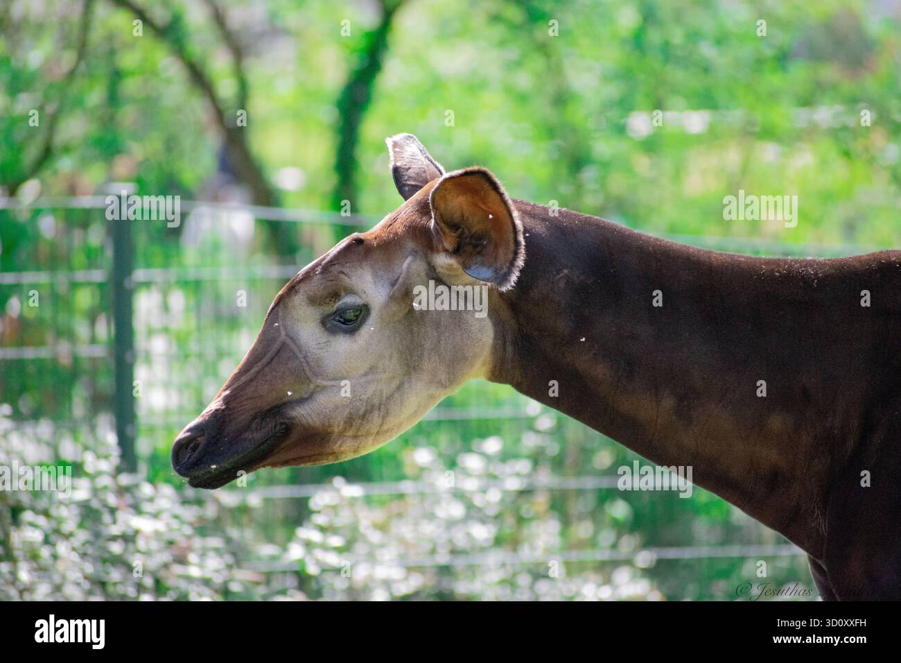 Okapi (Okapia johnstoni) - The forest giraffe Stock Photo