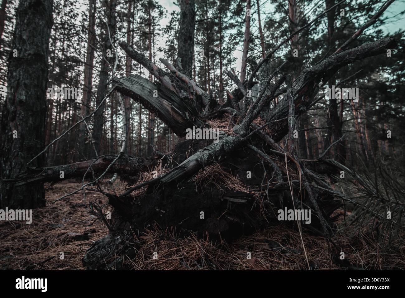Fallen tree in the pine forest. Nature background. Toned Stock Photo