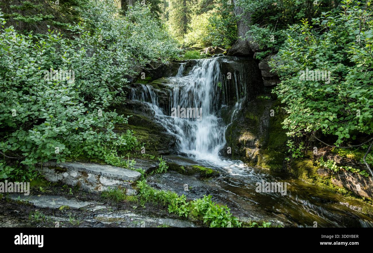 Small Waterfall Rushes Over Flat Rocks In Forest in Glacier National ...