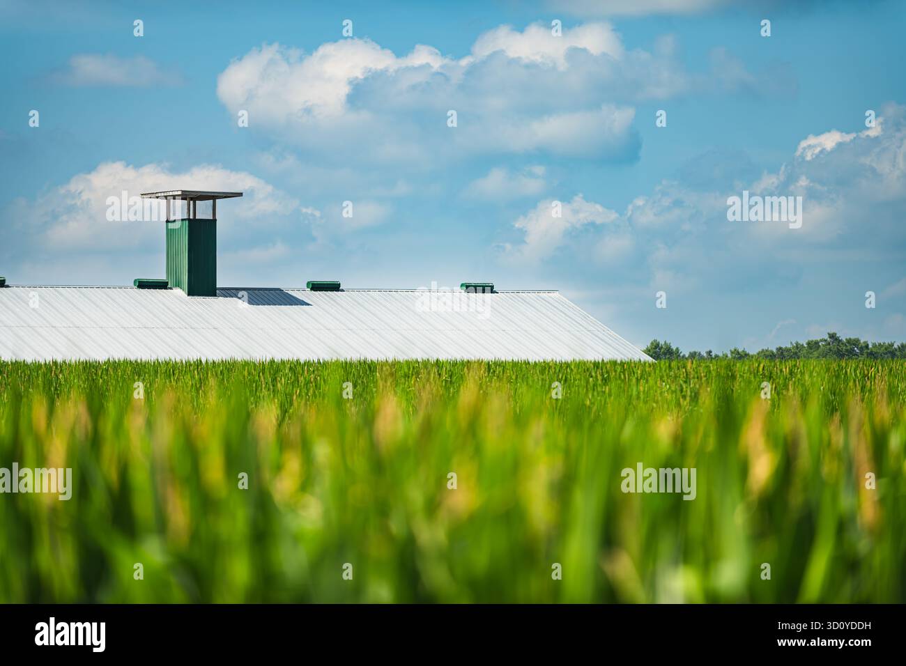 Rural summer cornfield in the foreground frames a distant white metal barn roof in sharp focus. A bright blue sky is filled with scattered clouds. The Stock Photo