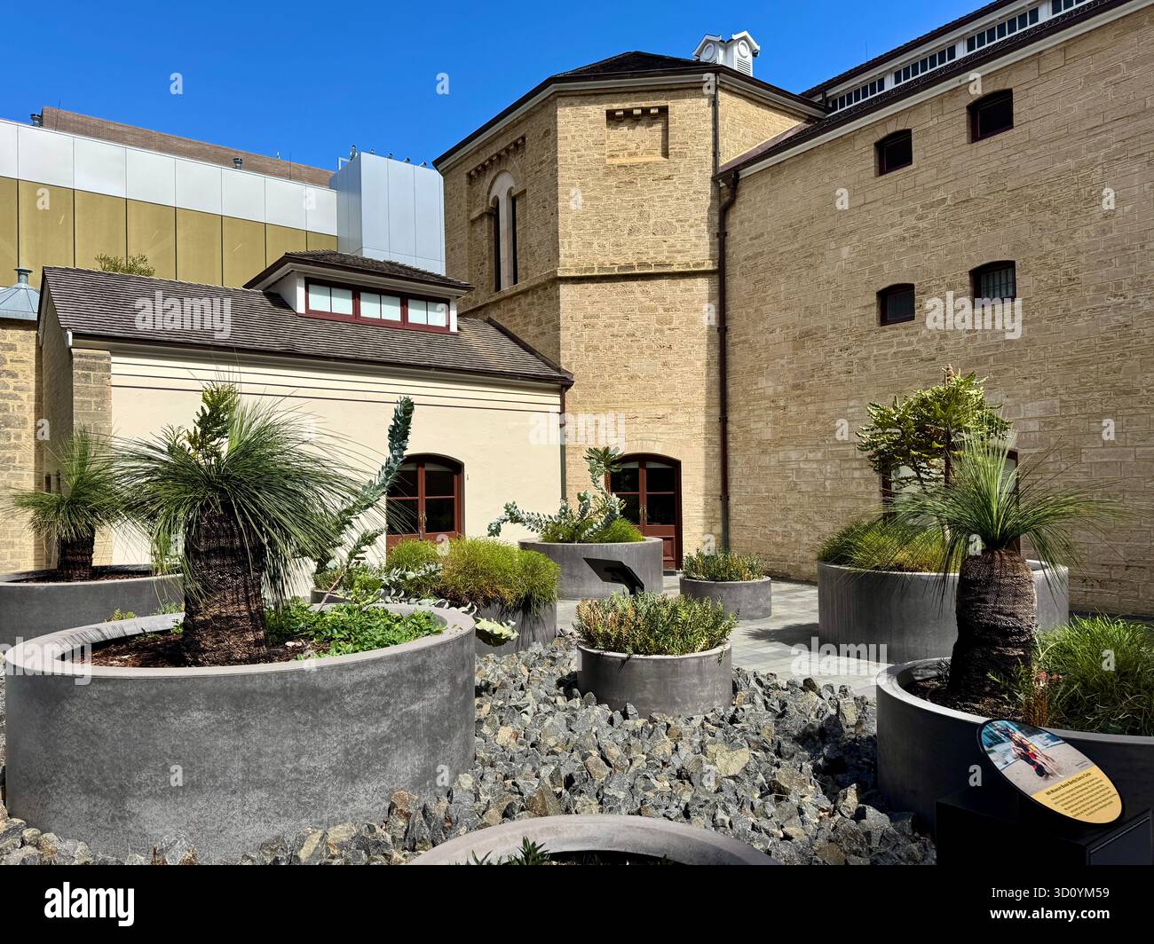Balga trees in pots in exterior courtyard of WA Museum Boola Bardip Perth - Smartphone Captured Stock Image