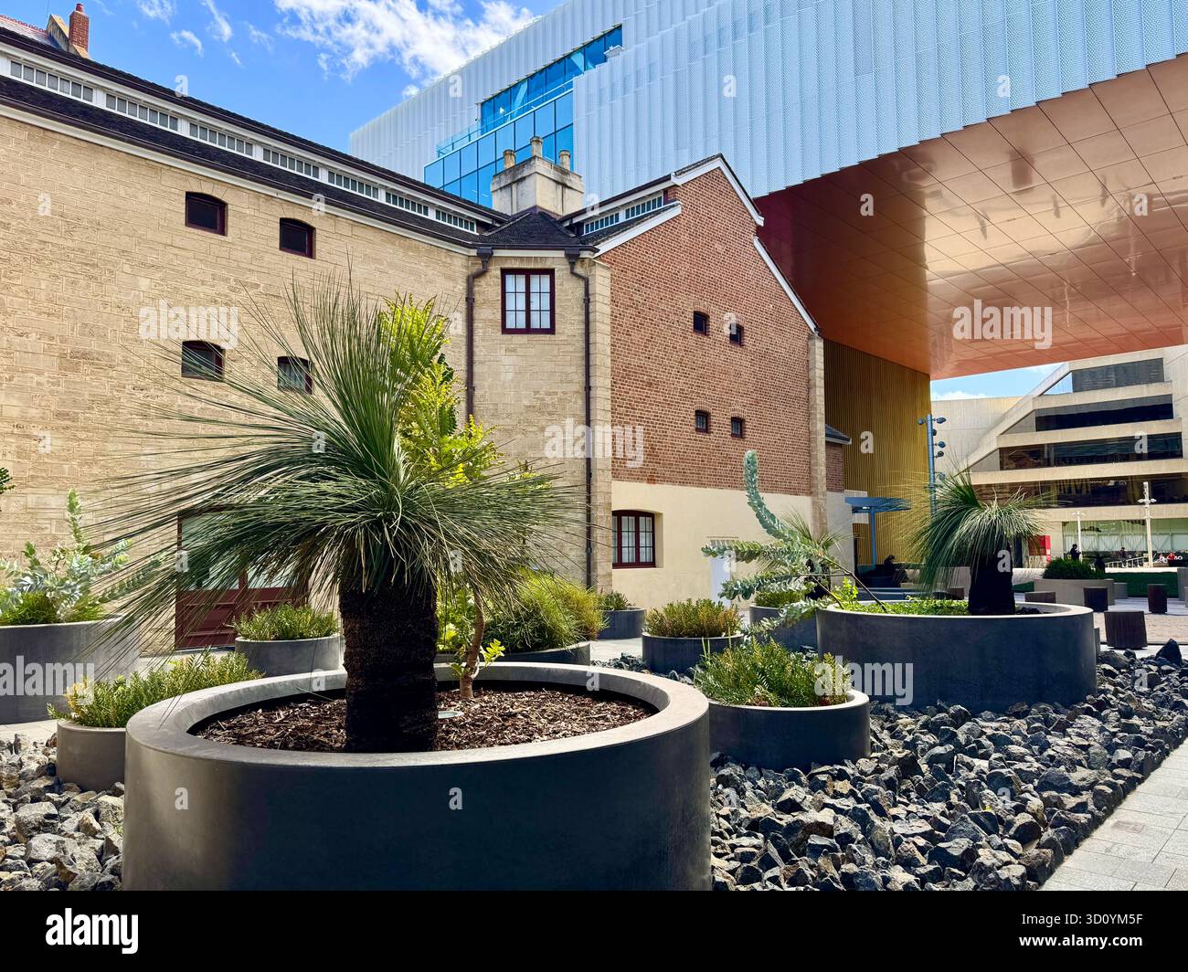 Balga trees in pots in exterior courtyard of WA Museum Boola Bardip Perth - Smartphone Captured Stock Image