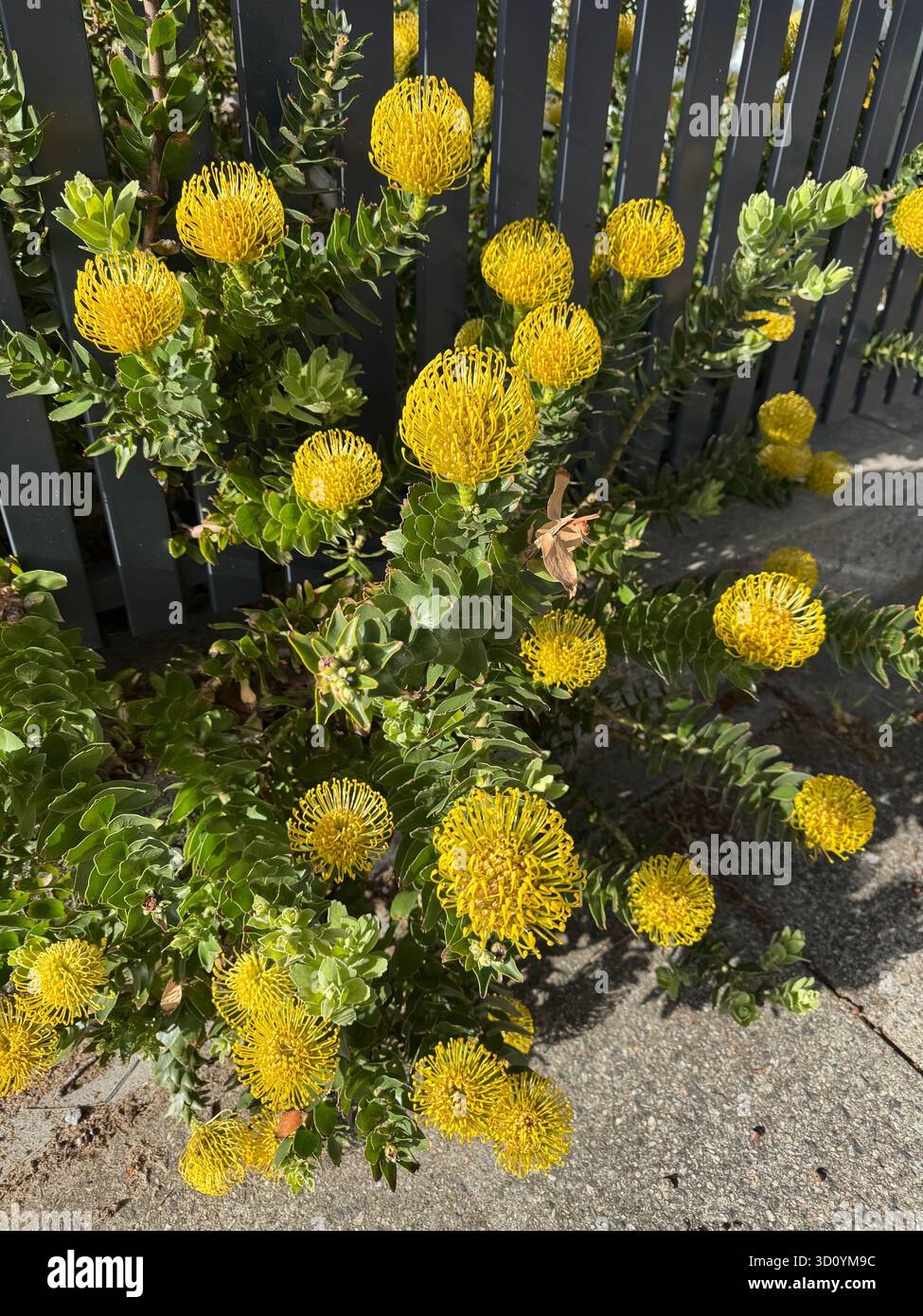 Yellow flowering pincushion Leucospermum cordifolium shrub - Smartphone Captured Stock Image