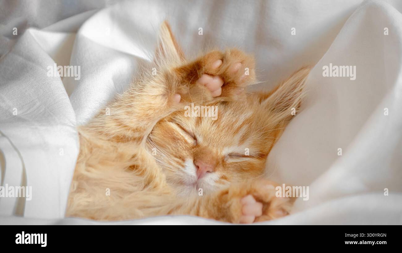 Sleeping ginger kitten with raised paws under a white blanket Stock Photo