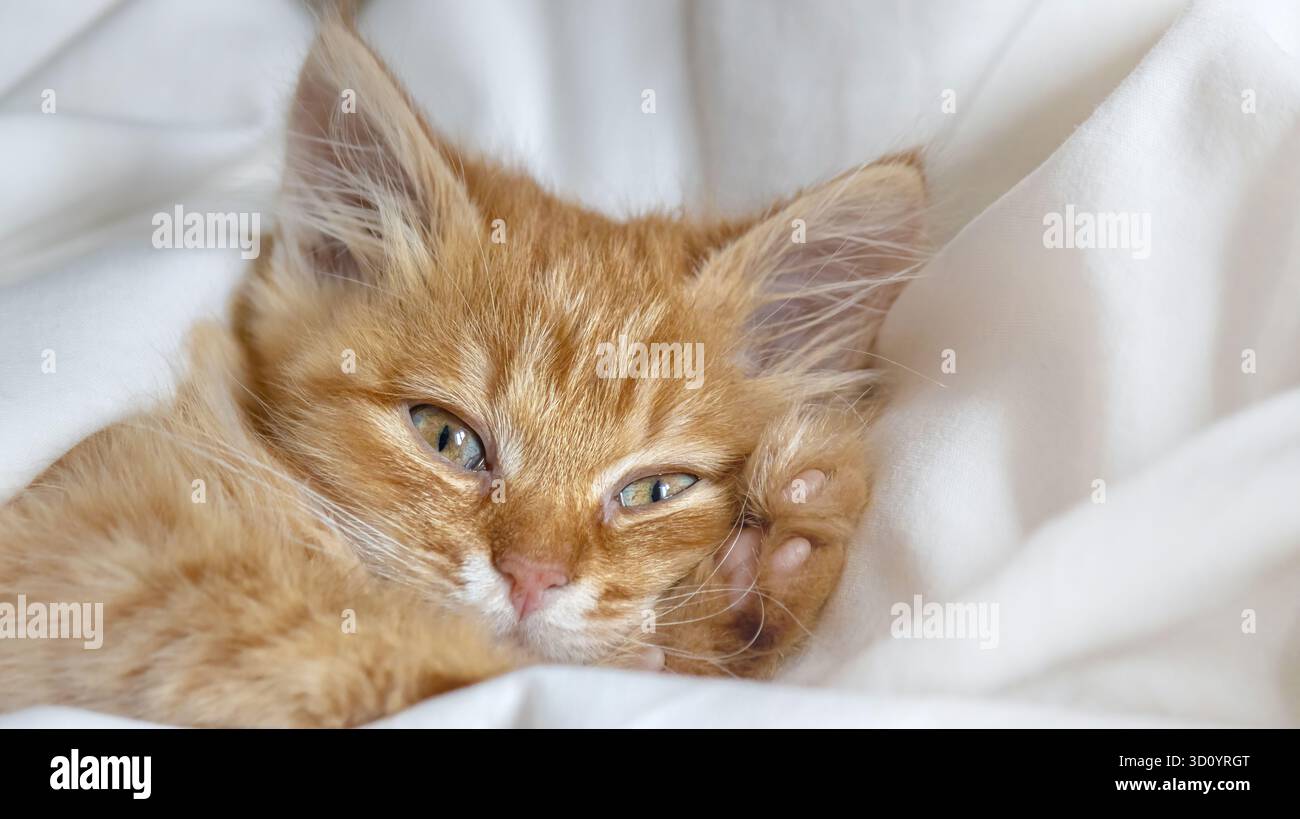 A cute ginger kitten wakes up under a soft blanket Stock Photo