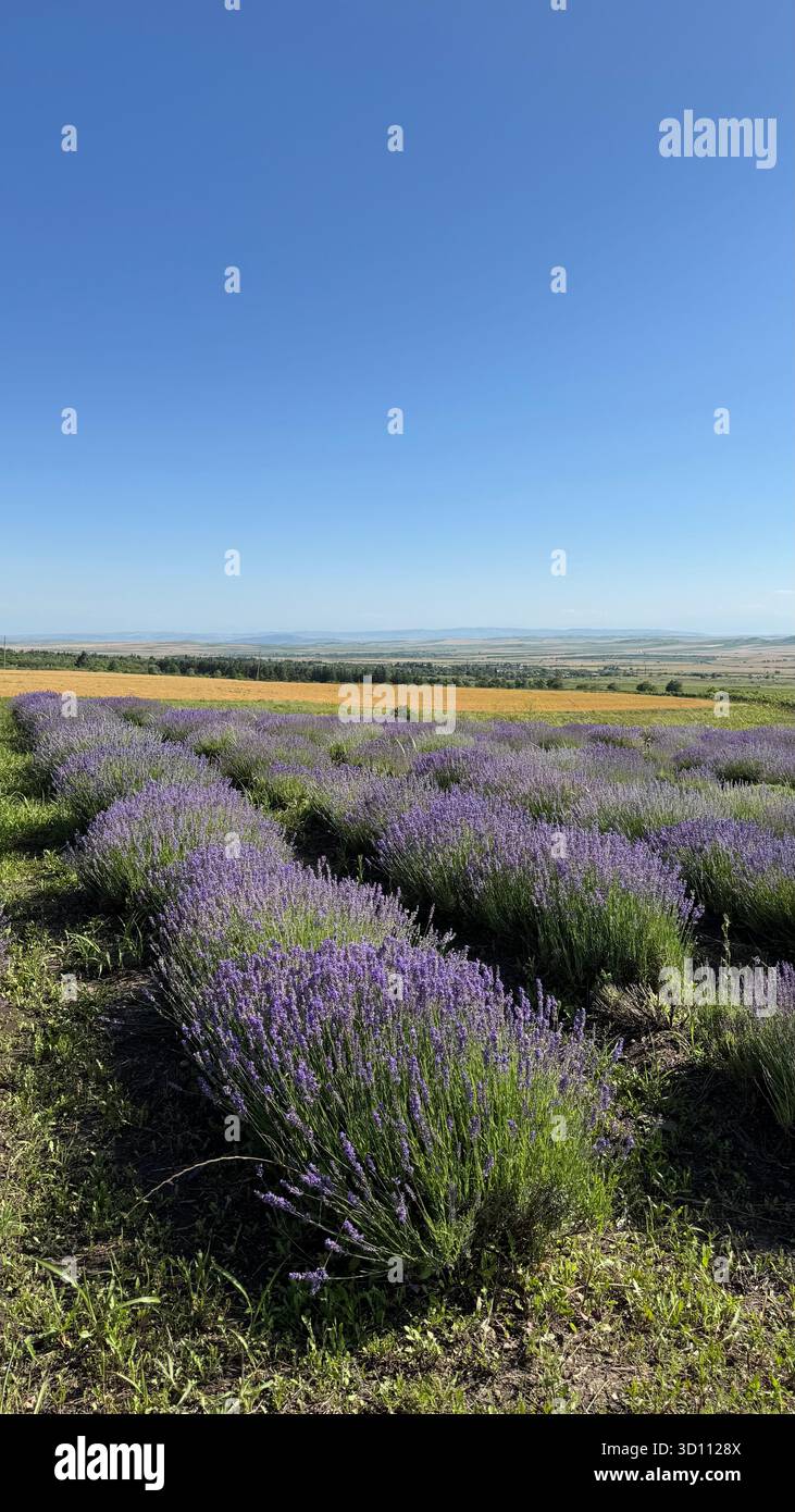 Rows of blooming lavender stretching across a sunlit countryside field under a clear blue sky, showcasing vibrant purple flowers in a rural landscape. - Smartphone Captured Stock Image