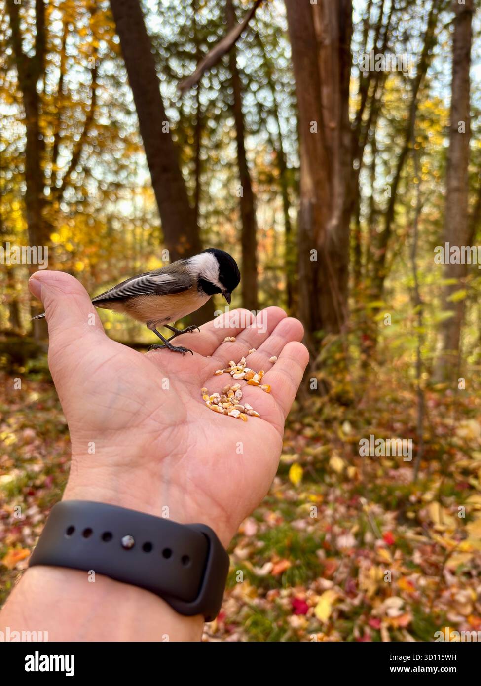 A black-capped chickadee eating seeds from my hand. - Smartphone Captured Stock Image