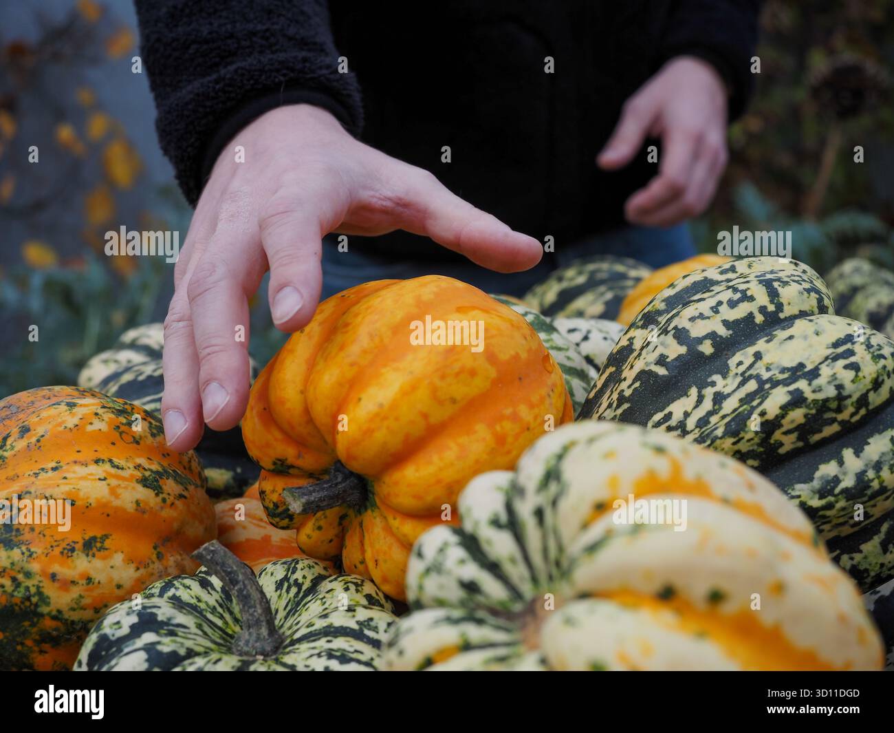 Close up of person reaching for striped pumpkin at local farmers market in autumn Stock Photo