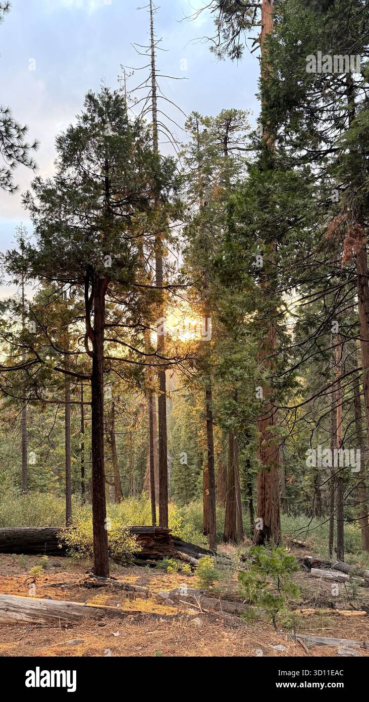 Golden sunlight streaming through a quiet forest landscape Stock Photo