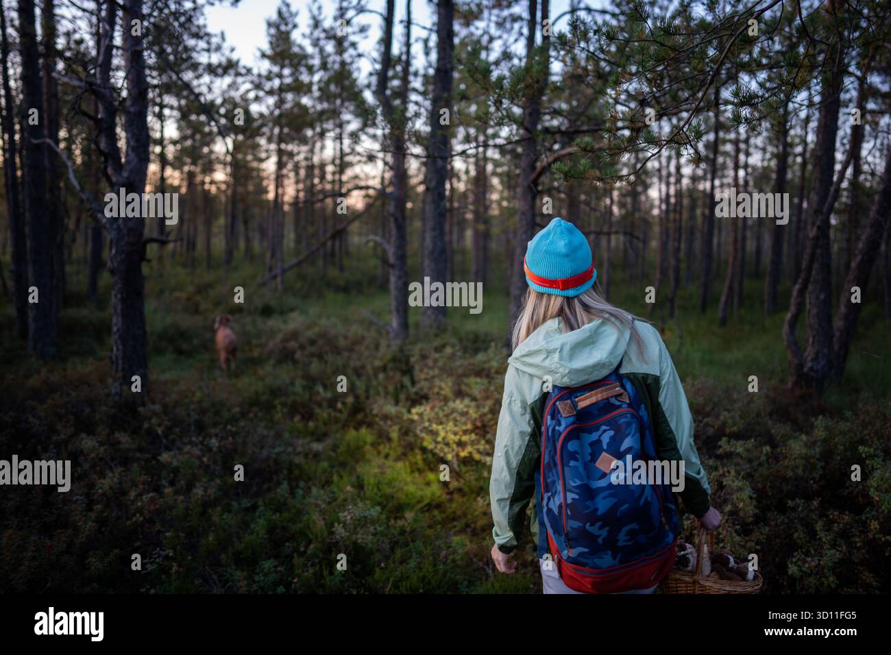 Woman hiker accompanying by dog walking late through the forest and lightning her way with headlamp. Stock Photo