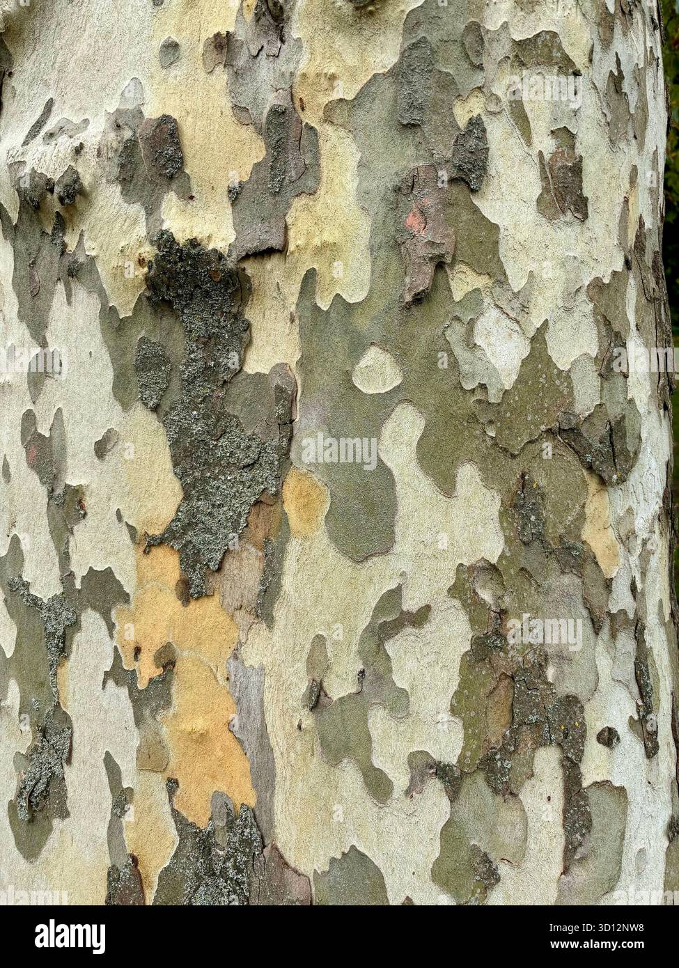 Close up of bark patterns on silver birch tree - Smartphone Captured Stock Image