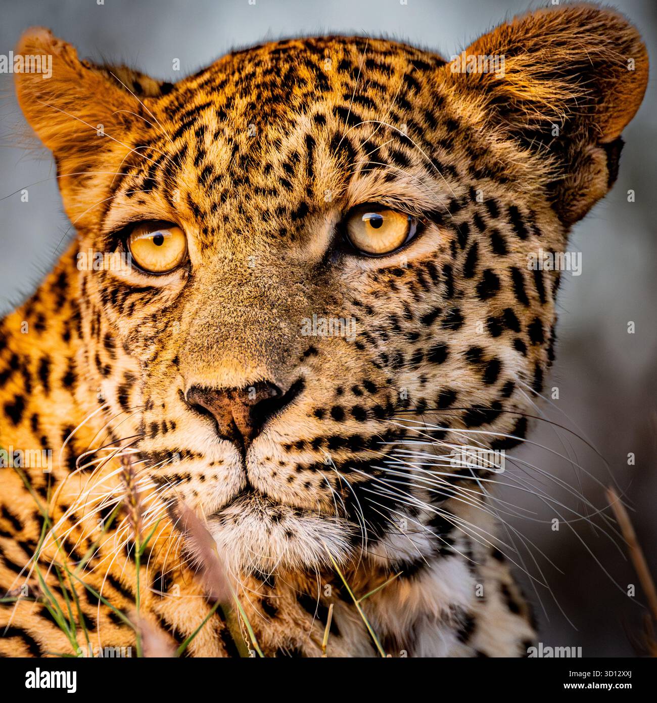 African leopard face hi-res stock photography and images - Alamy