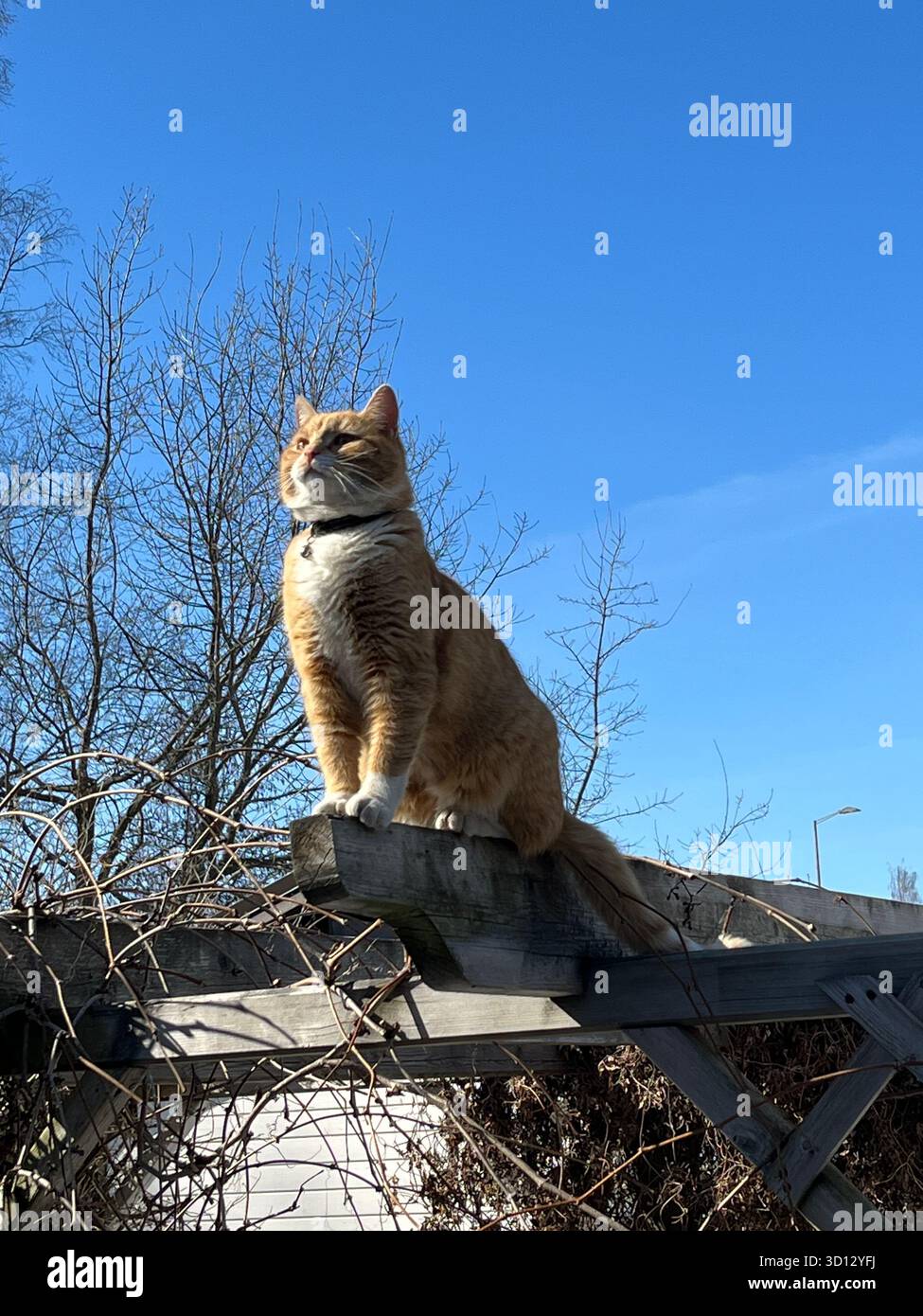 Majestic cat - Smartphone Captured Stock Image