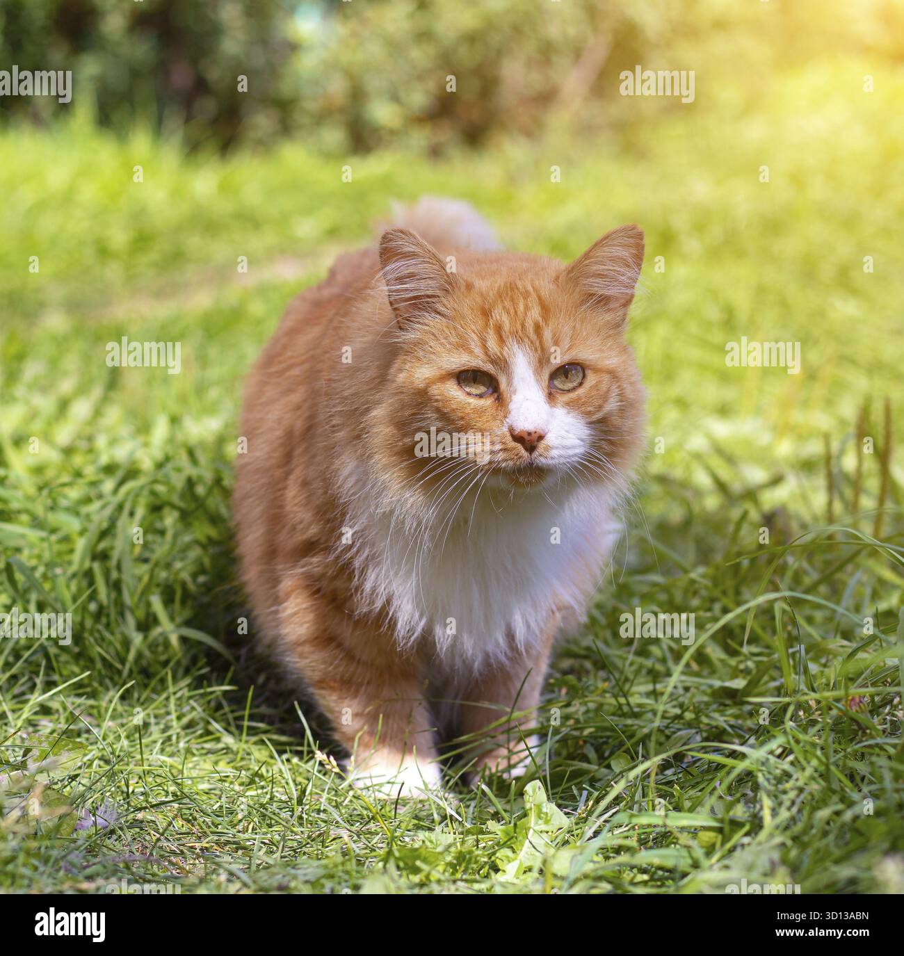 Printed cat hi-res stock photography and images - Page 2 - Alamy