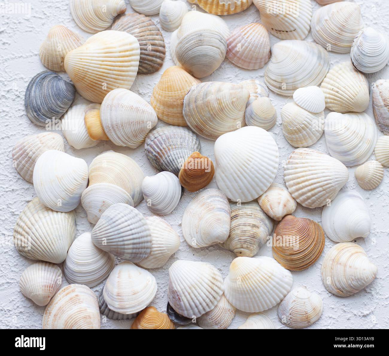 Shells on a light background . Article about vacation. Light background. Sea shells lie on a light background Stock Photo