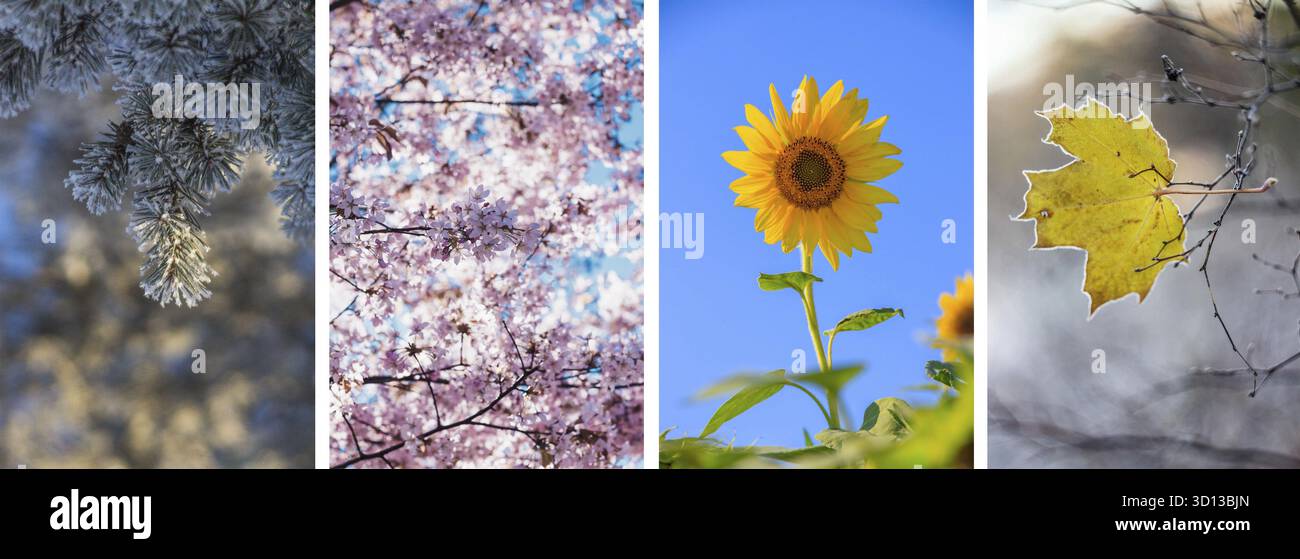 Collage seasons . All season. Seasons in one photo. Winter spring ...