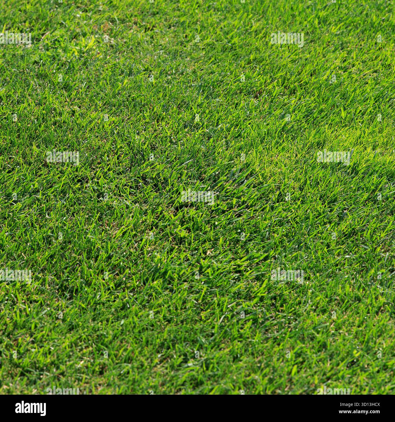Lush green grass fills hi-res stock photography and images - Alamy
