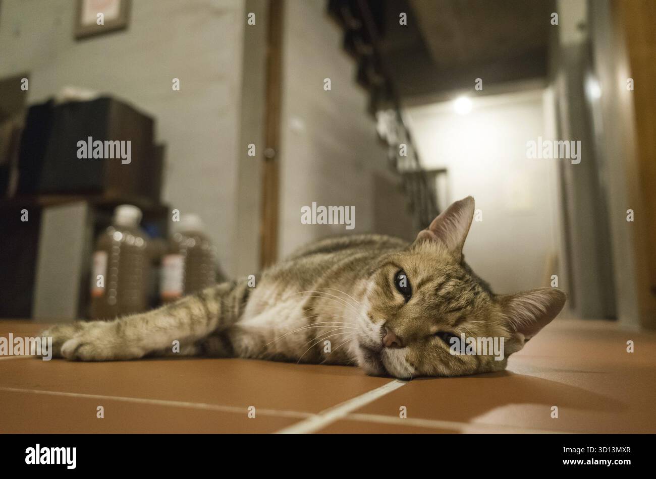 Lazy tabby cat lying on ground at home Stock Photo