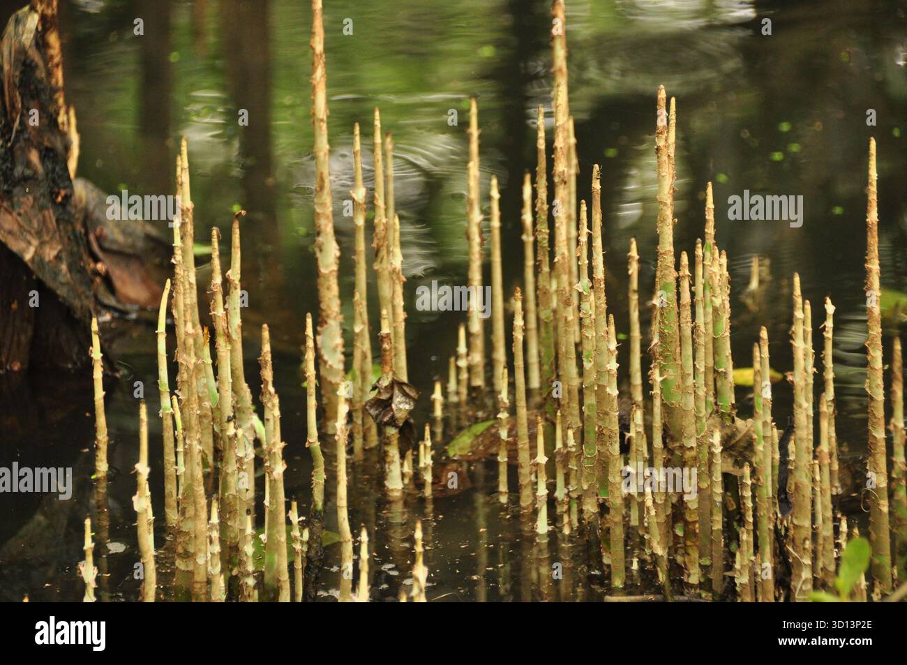 Swamp Structures Tall, slender structures emerge from still water in a swamp. Lush ...