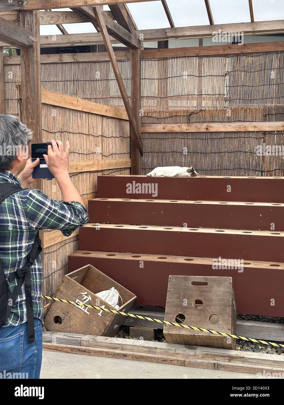 An elderly Japanese man photographs a sleeping stray cat at Naritasan temple, Narita, Japan - Smartphone Captured Stock Image