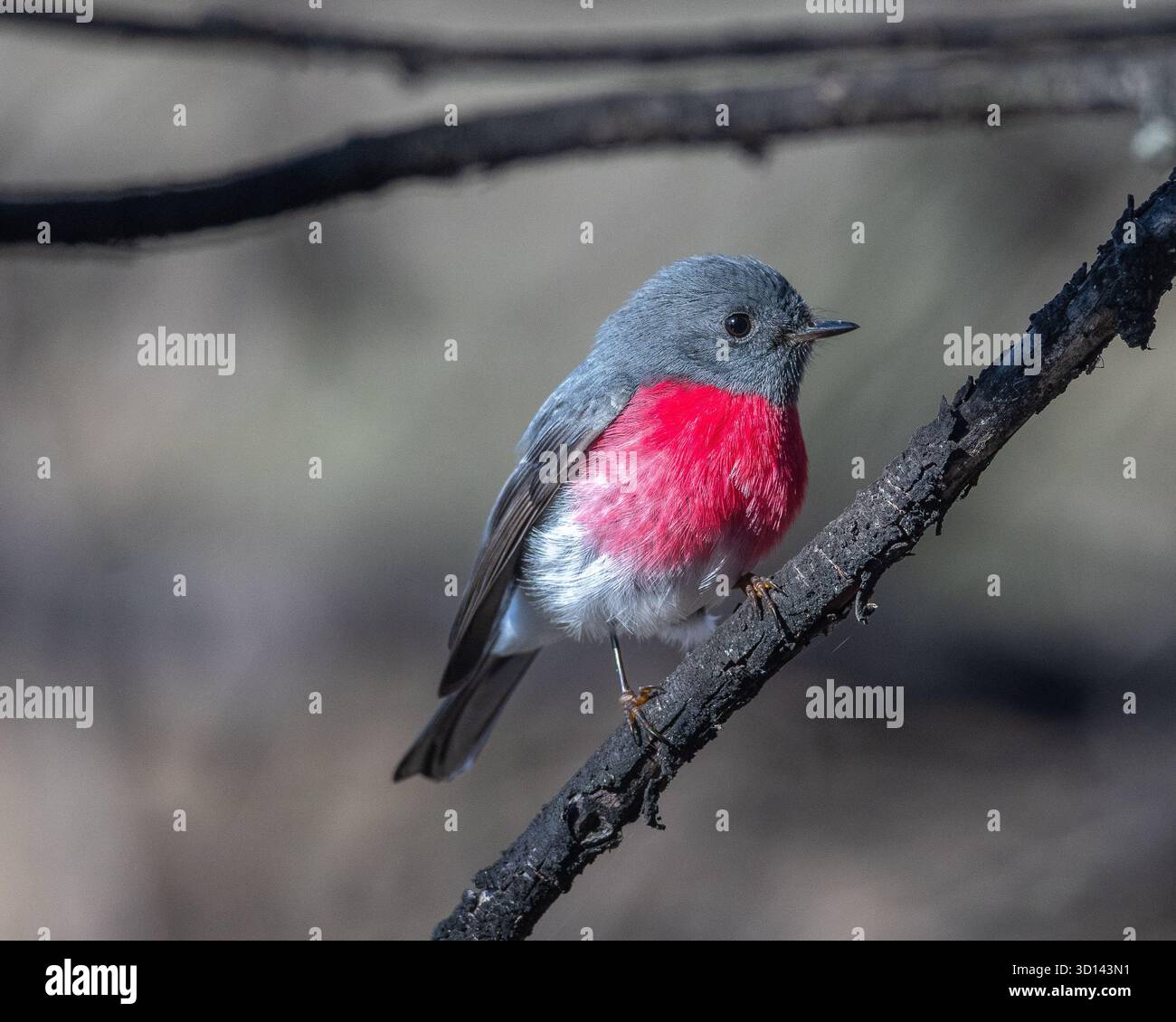 Rose Robin Petroica rosea hi-res stock photography and images - Alamy