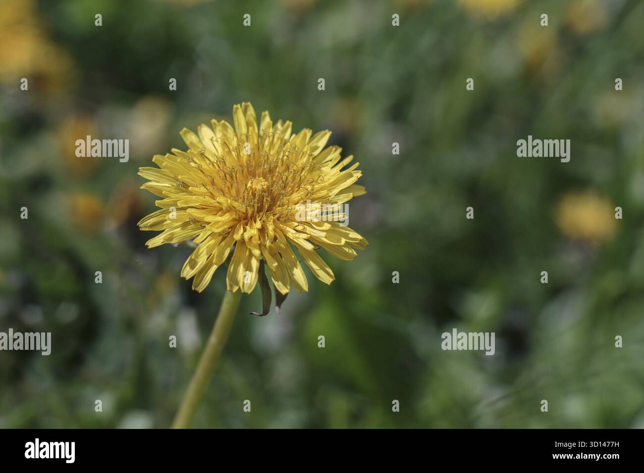 Yellow dandelion closeup on the blurry background Stock Photo