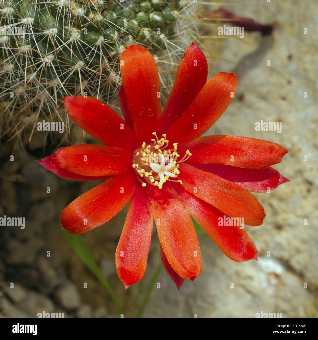 Rebutia deminuta hi-res stock photography and images - Alamy