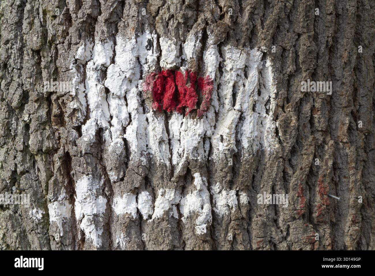 Baumrinde hi-res stock photography and images - Page 2 - Alamy, image size:1300x956