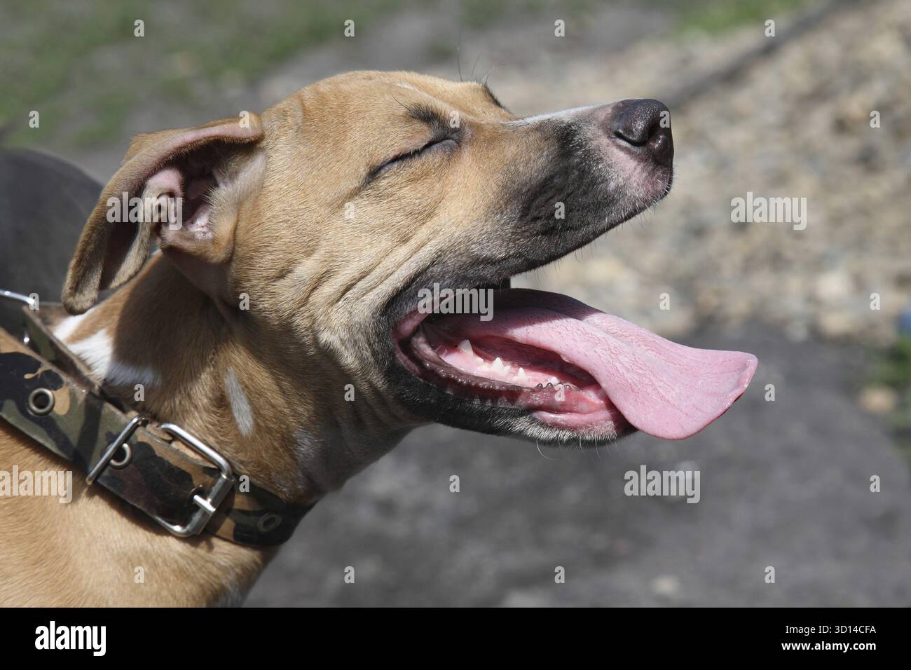 Dogs Math Open Portrait of a dog with open mouth Stock Photo - Alamy