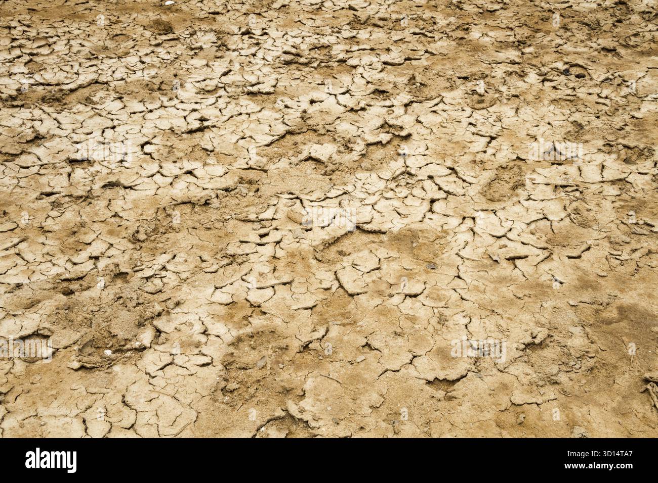 Cracked dry sandy earth Stock Photo