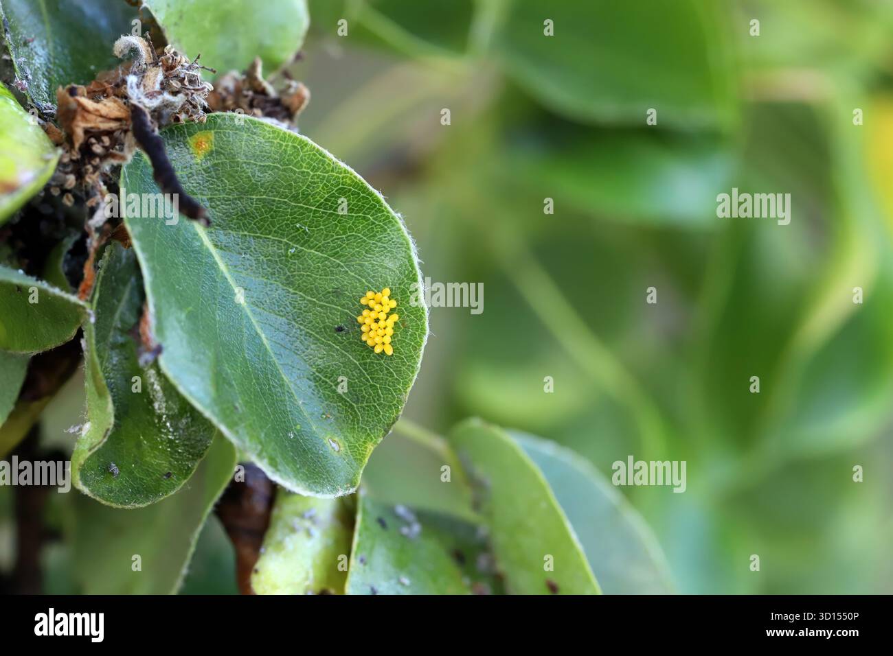 Ladybug eggs laid on a pear tree leaf infested with aphids. Stock Photo