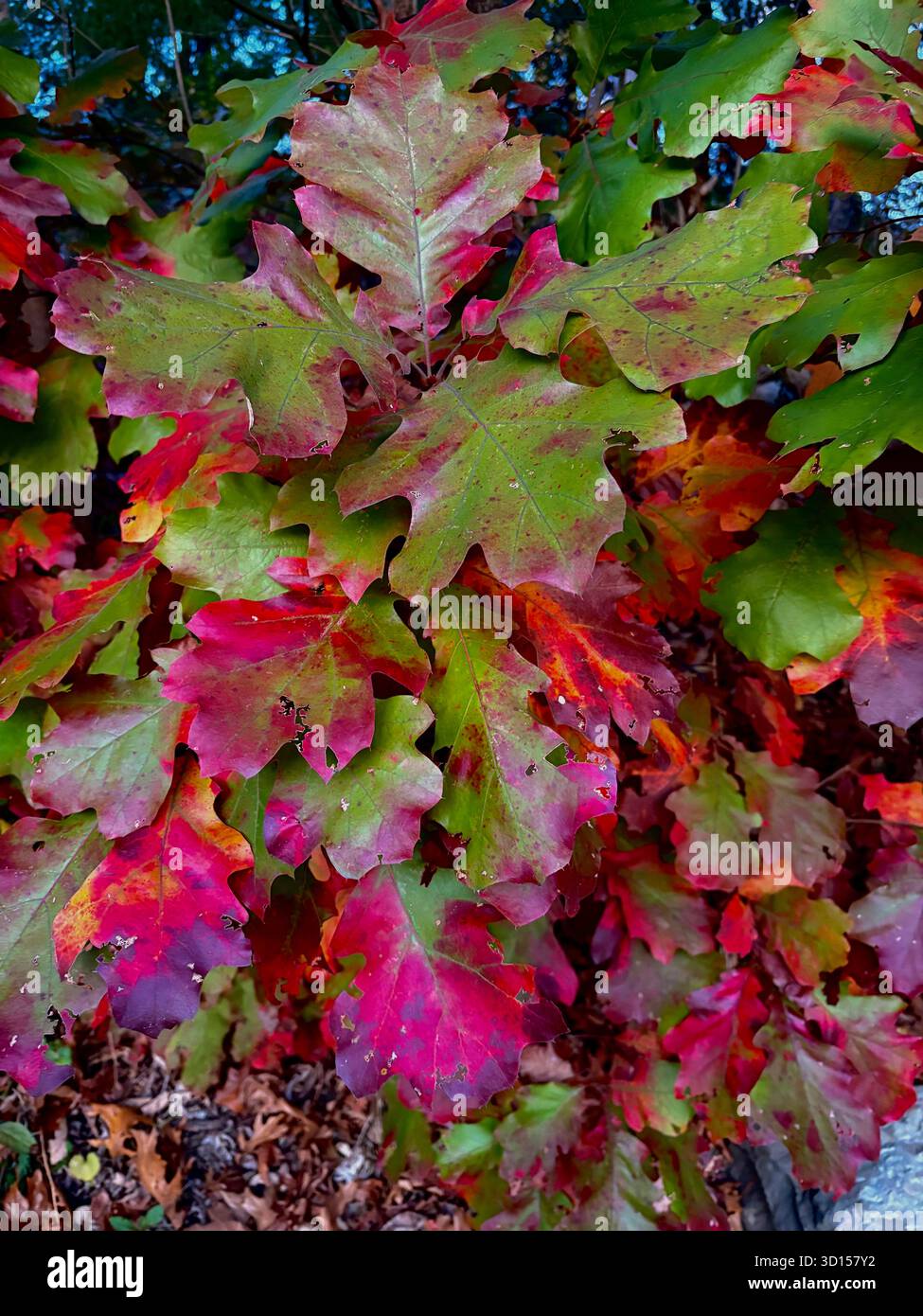 Colorful Autumn oak leaves of red, green purple - Smartphone Captured Stock Image