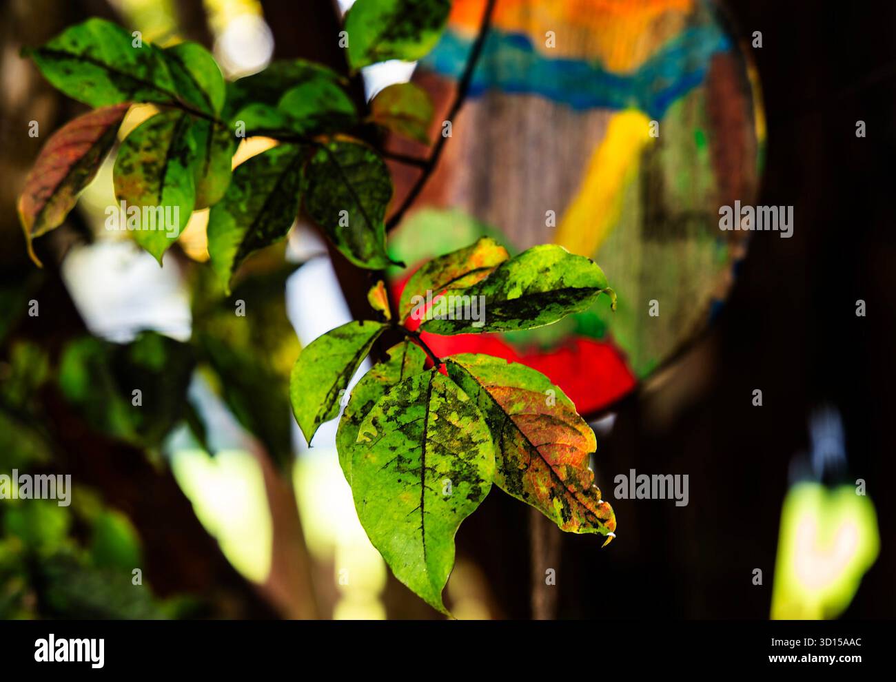 Autumn leaves in a shady spot Stock Photo
