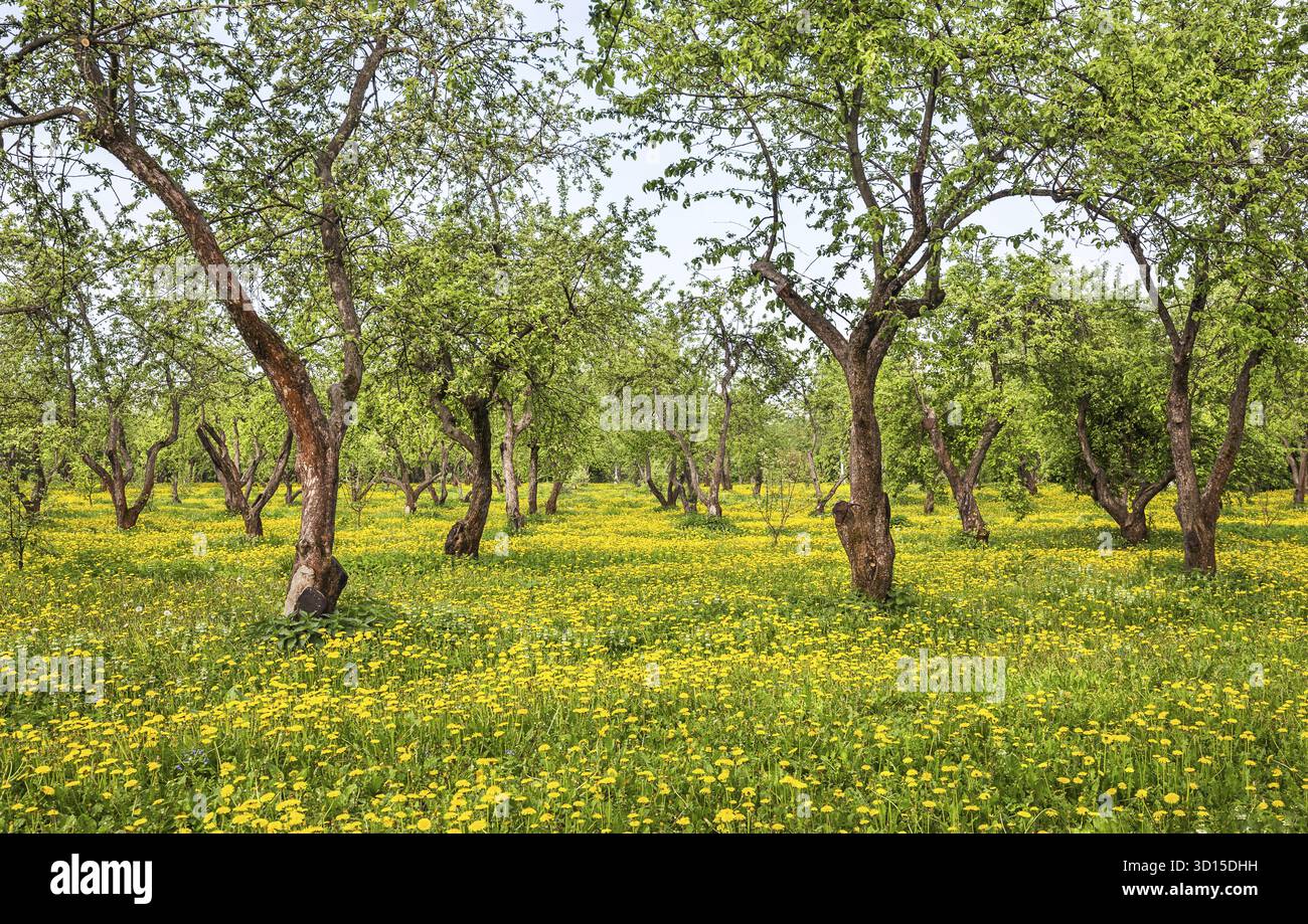 Spring pear garden with blooming dandelions Stock Photo