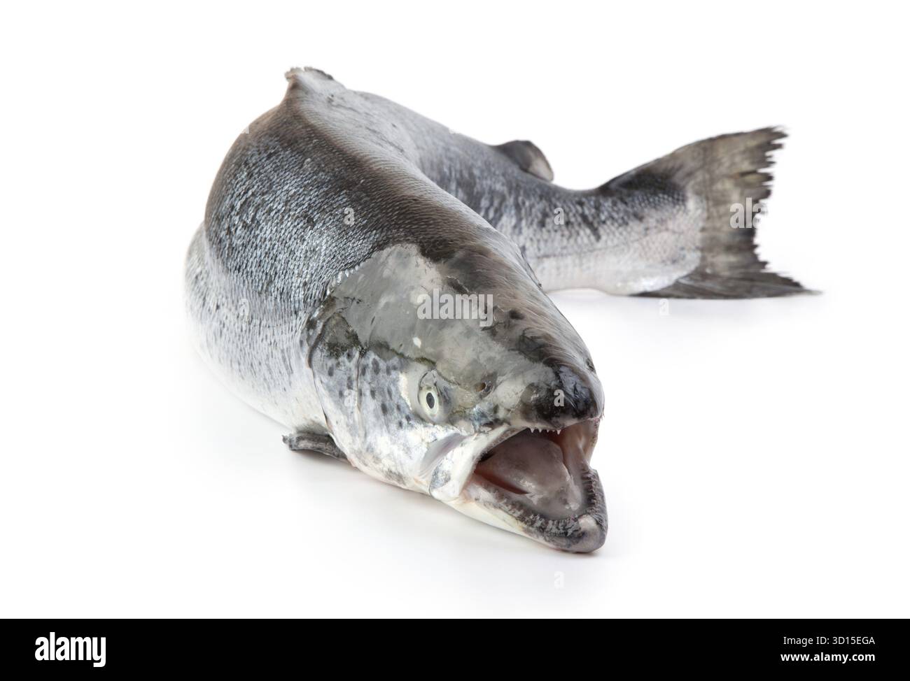 Whole atlantic salmon on Cut Out Stock Images Pictures Alamy