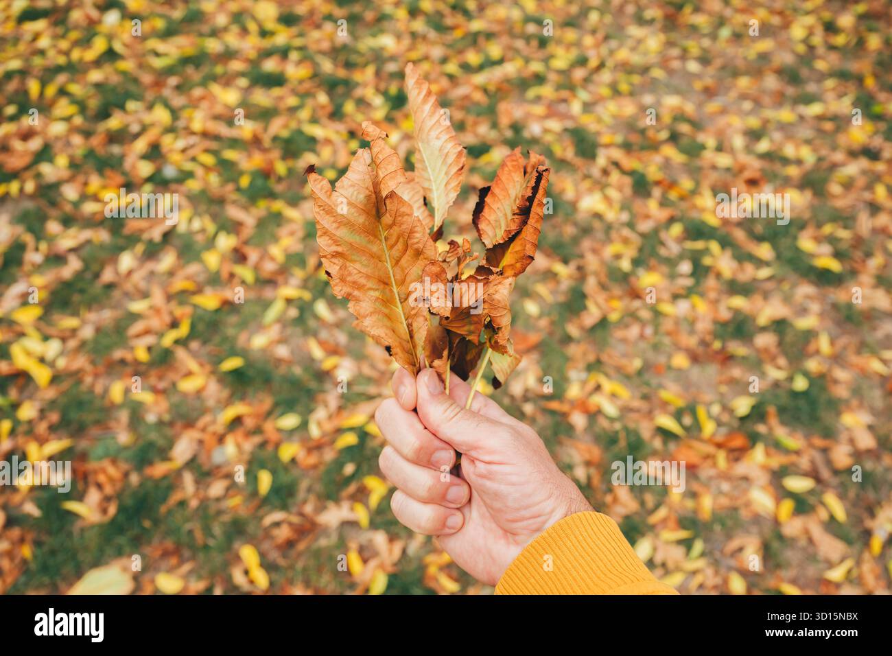 Hand Lettered Fallen Hand holding bunch fallen hi-res stock photography and images - Alamy