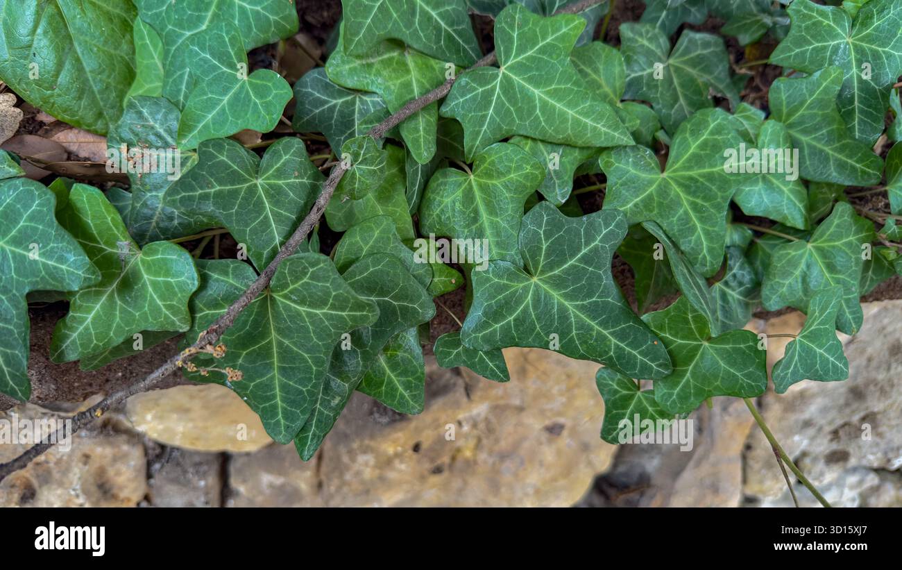 Green Ivy Leaves Growing on Stone Wall Stock Photo