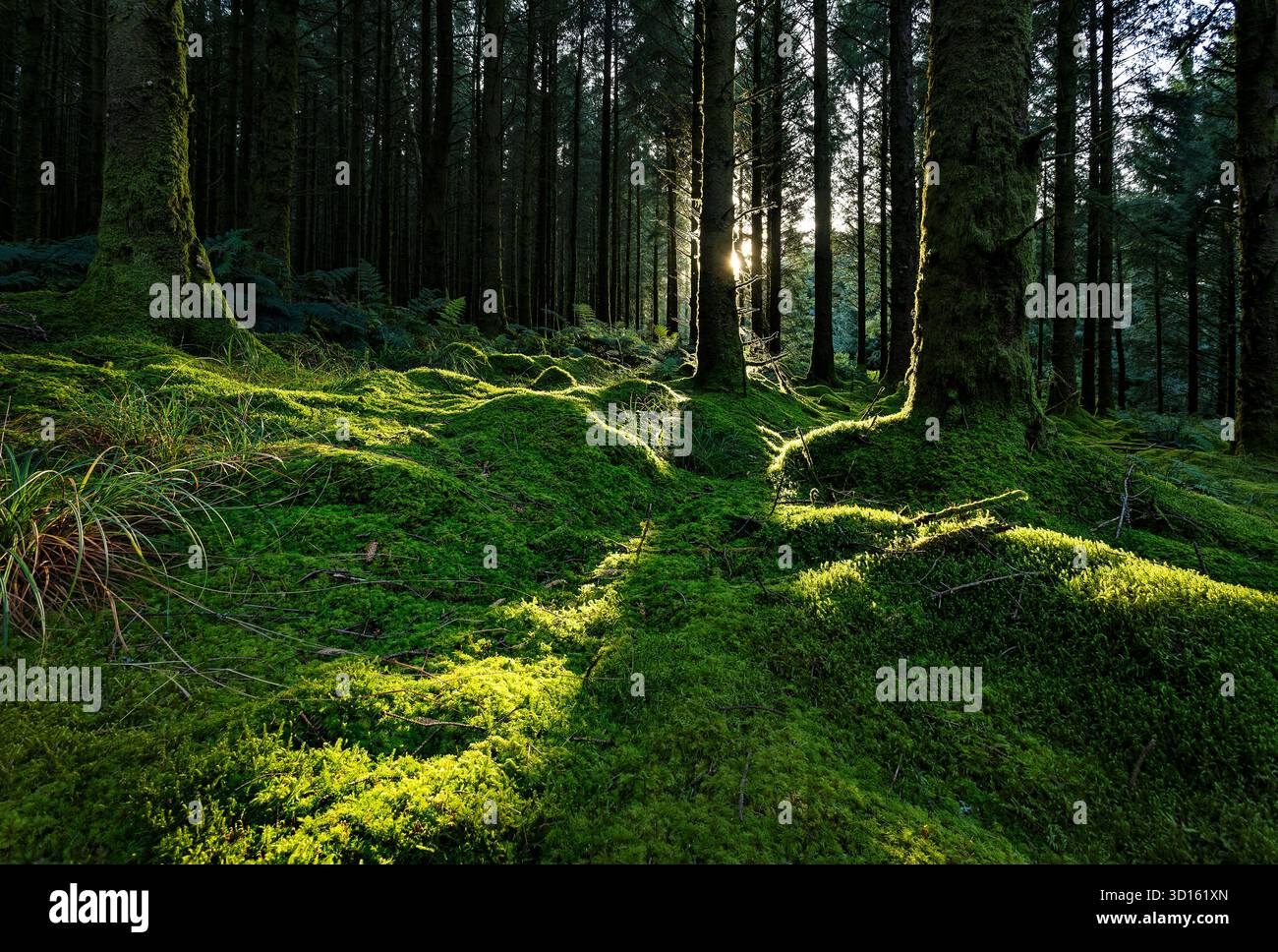 Sunlight lighting up a woodland floor covered in moss. Stock Photo