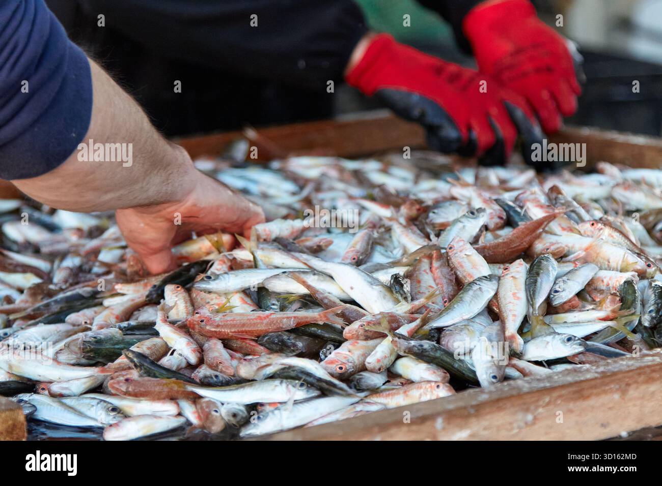 Fish sorting table hi-res stock photography and images - Alamy
