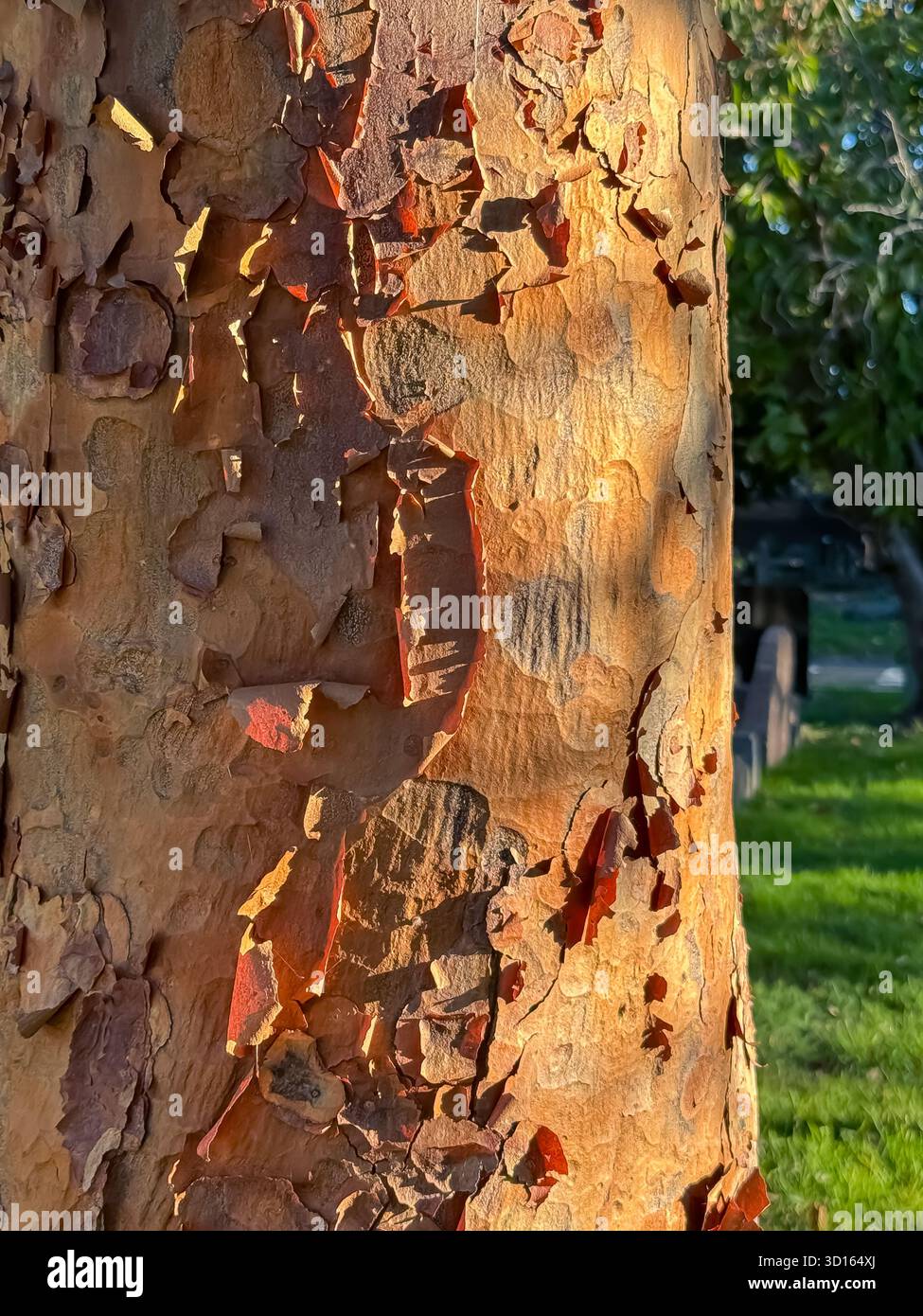 Hanwell Cemetery, Ealing, London - Smartphone Captured Stock Image