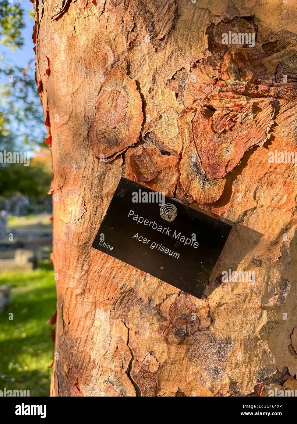 Hanwell Cemetery, Ealing, London - Smartphone Captured Stock Image