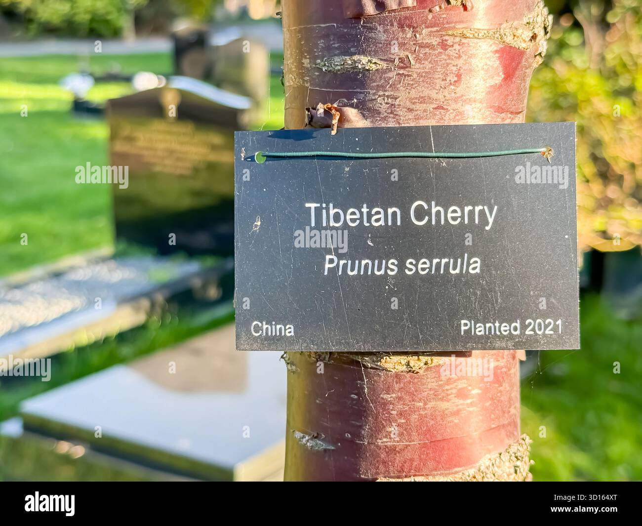 Hanwell Cemetery, Ealing, London - Smartphone Captured Stock Image