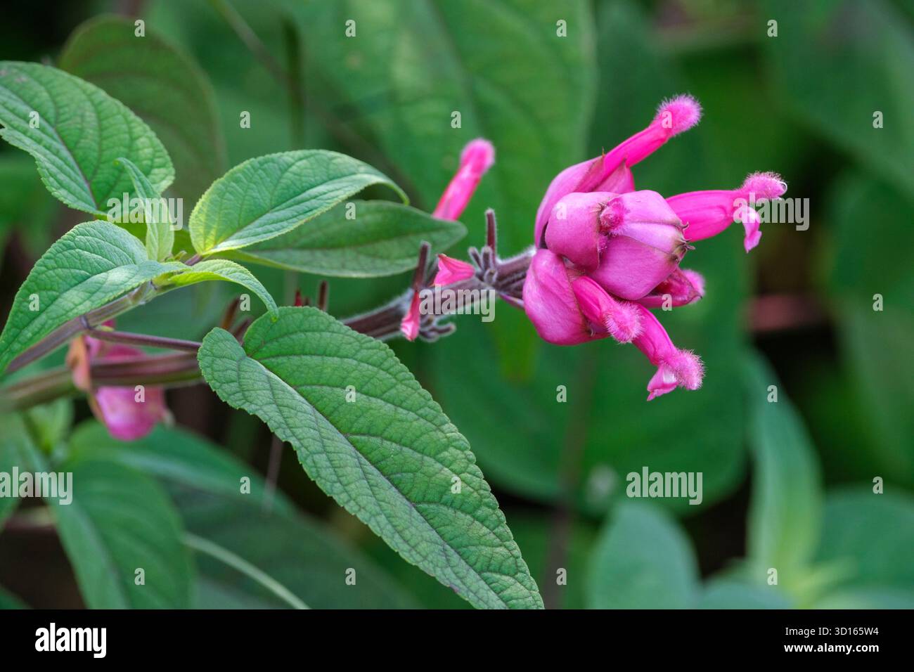 Salvia involucrata Boutin, rosy-leaf sage Boutin, purplish-red flowers with a deep purple-pink calyces Stock Photo