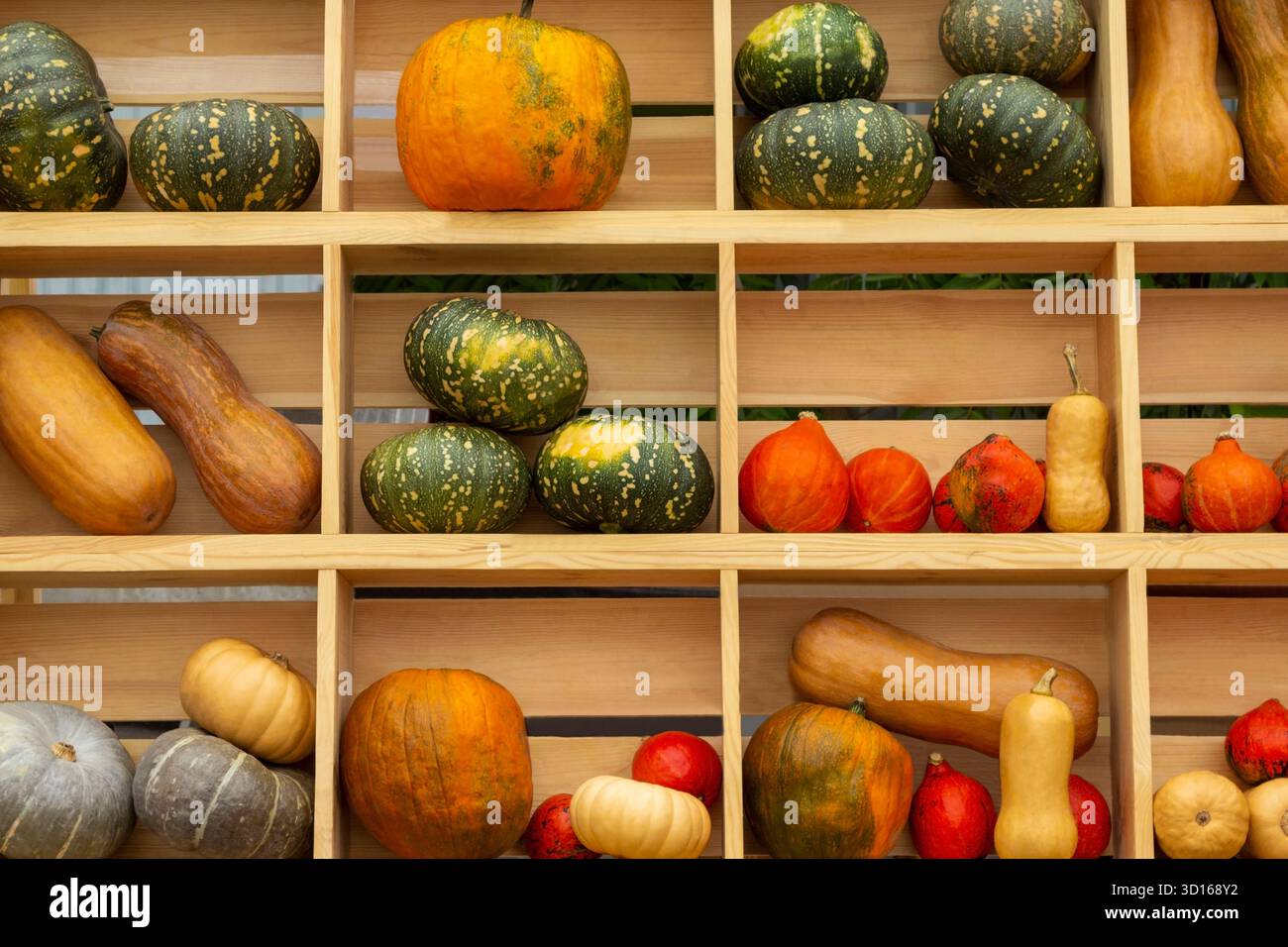 Various types of pumpkins on wooden shelves. Close up. Stock Photo